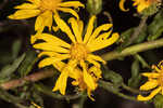 Lynn Haven goldenaster